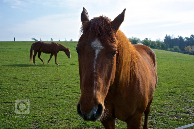 add picture to album