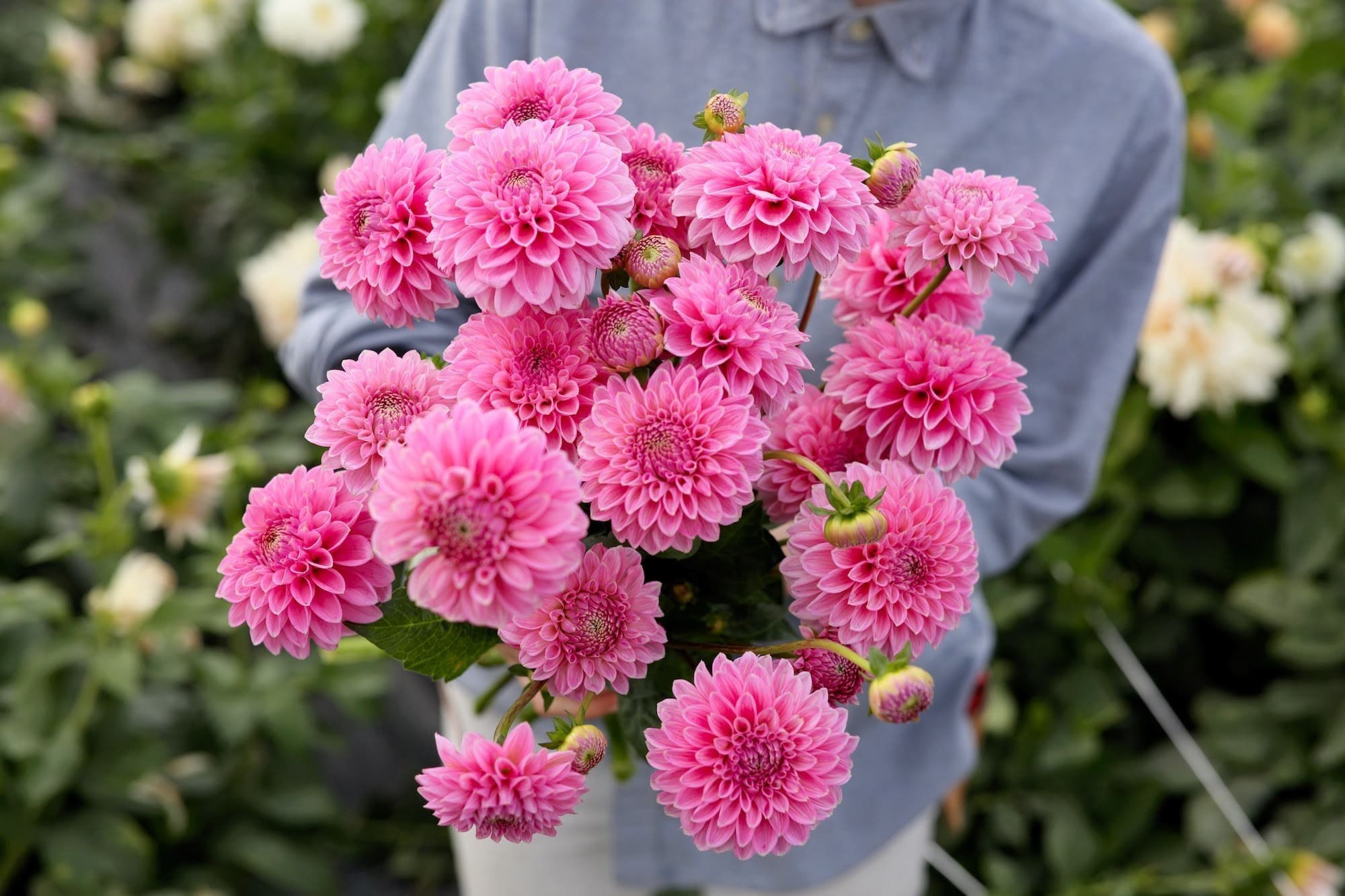 Jiřina Pink Sylvia