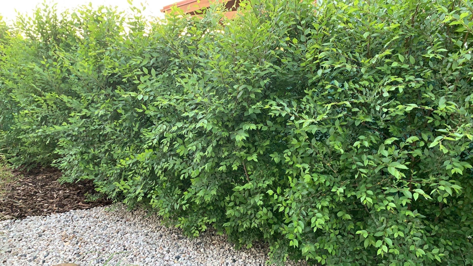 Neuvěřitelně rychle rostoucí živý plot