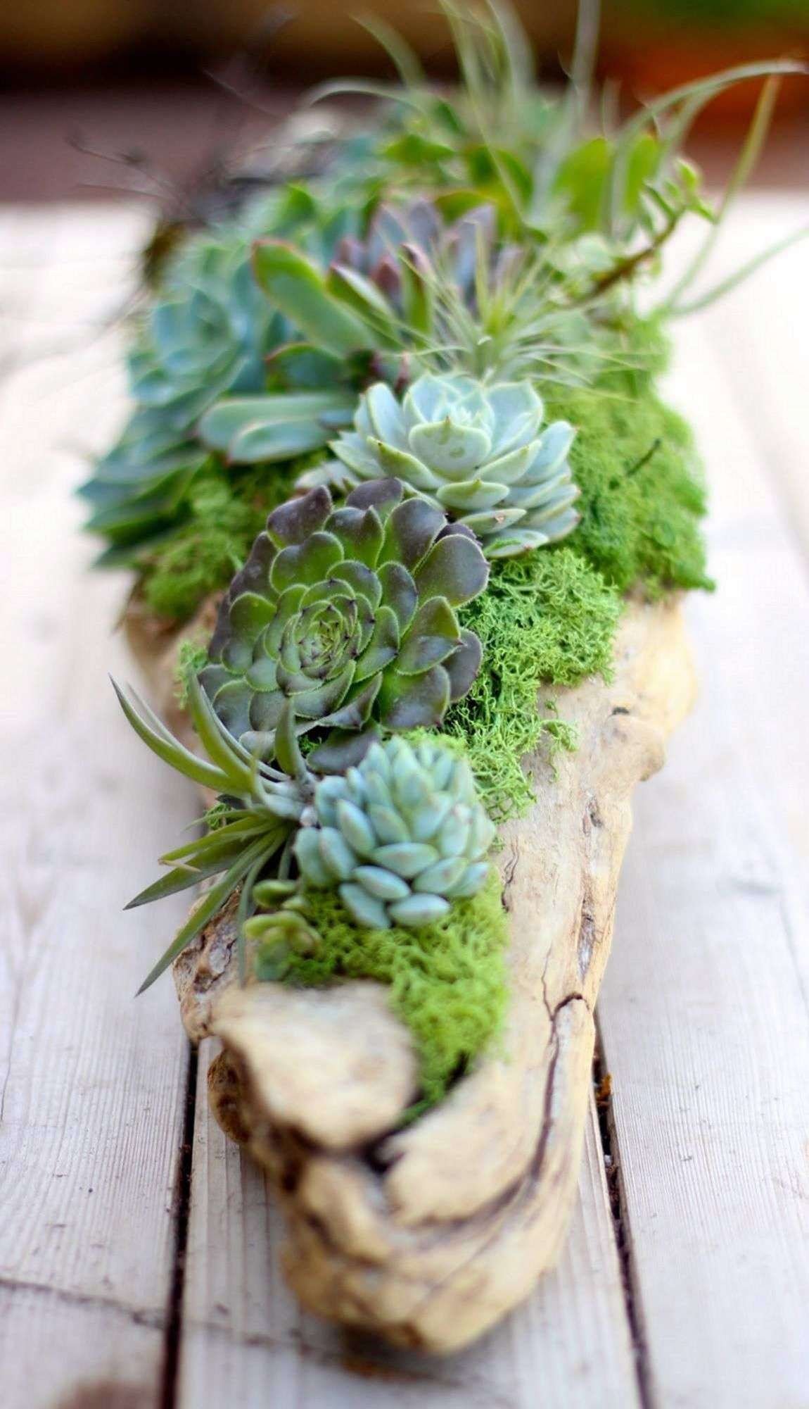 Pěstování sukulentů – hodně světla, málo vody