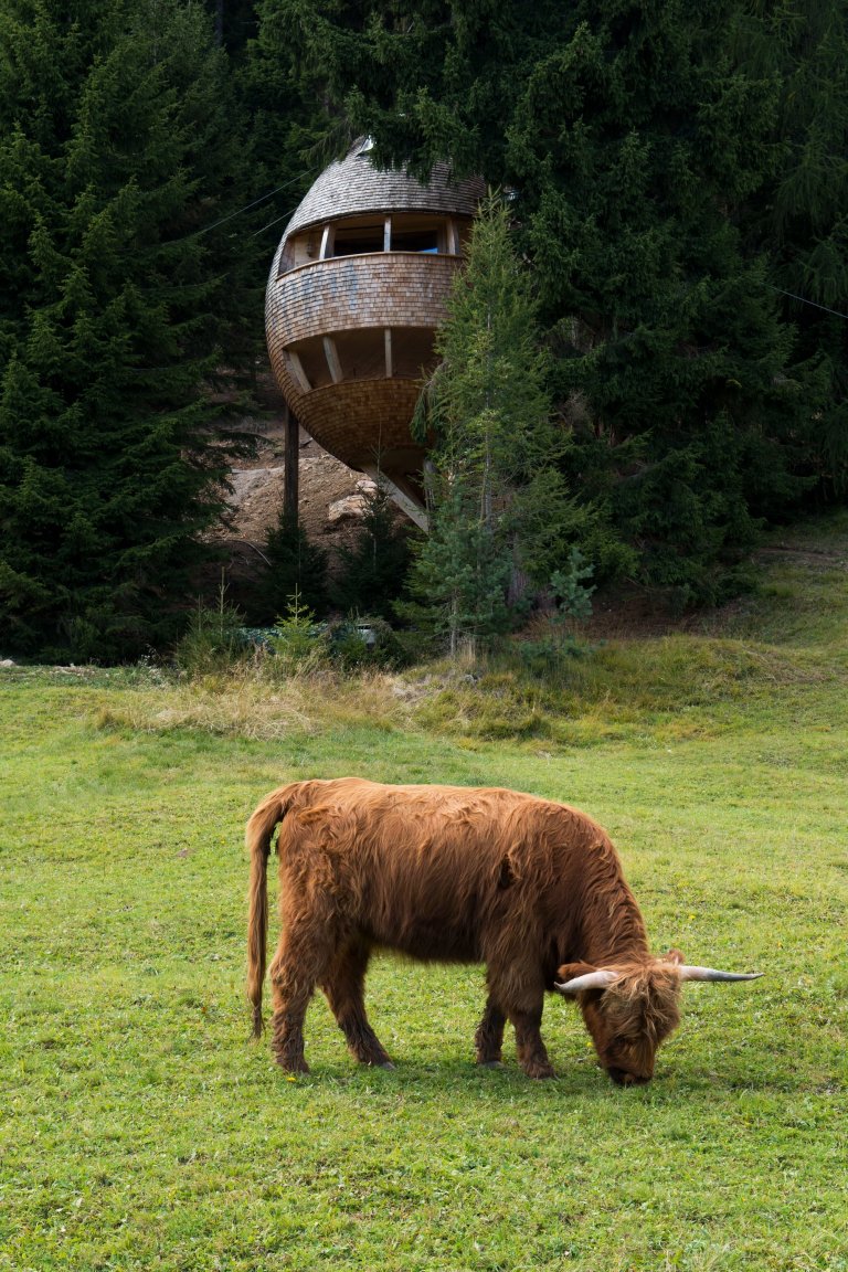 Jedinečný dům na stromě má blízko k přírodě